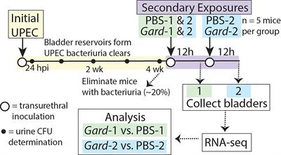 Bladder Exposure to Gardnerella Activates Host Pathways Necessary for Escherichia coli Recurrent UTI